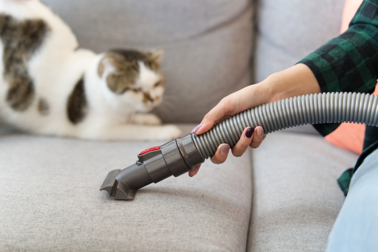 How to Remove Pet Hair from Carpets and Sofas-Merci-Cleaning-London-1
