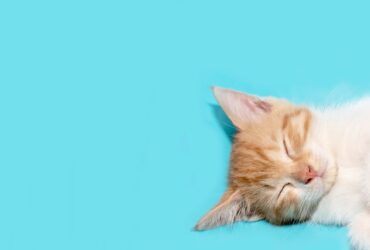 How to Remove Pet Hair from Carpets and Sofas-Merci-Cleaning-London