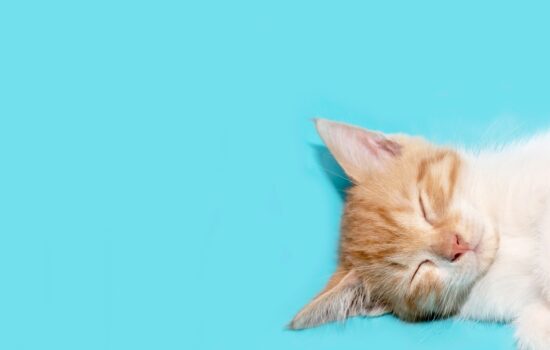 How to Remove Pet Hair from Carpets and Sofas-Merci-Cleaning-London