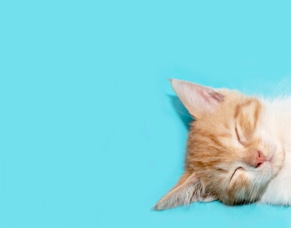 How to Remove Pet Hair from Carpets and Sofas-Merci-Cleaning-London